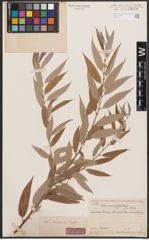 Salix basraensis Toepff.